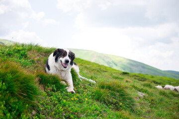 Dog sitting on green grass against the background of the light blue sky. Travel with a pet. Border Collie on a Mountain