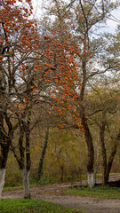 Naklejka premium Trees with ripe orange persimmon fruits in late autumn in Abkhazia.