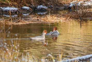 Female common merganser duck resting in river