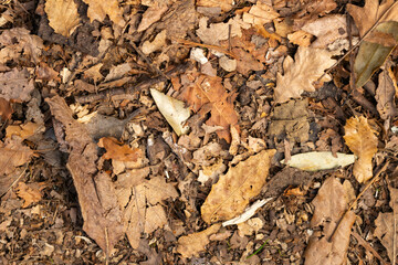 Autumn background with dry leaves