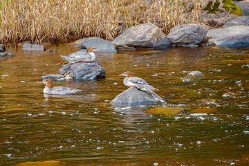 Female common merganser duck resting in river