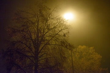 Night light of streetlamp above autumn trees in evening fog.