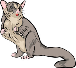 Sugar glider in the action