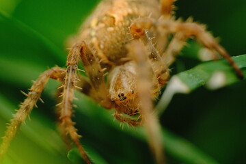 spider in ambush