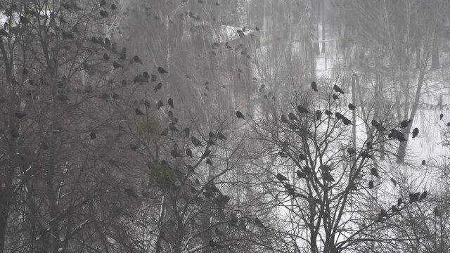 A Flock Of Crows Sits On Trees During A Snowfall