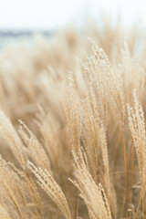 Abstract natural background of soft plants Cortaderia selloana. Pampas grass on a blurry bokeh, Dry...
