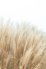 Abstract natural background of soft plants Cortaderia selloana. Pampas grass on a blurry bokeh, Dry reeds boho style. Fluffy stems of tall grass in winter, white background
