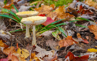 Autumn forest mushrooms in leaves