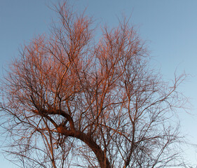 couleur chaude dans cet arbre dénudé