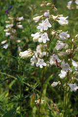 The summer wildflower Penstemon digitalis (foxglove beardtongue or foxglove penstemon) in flower