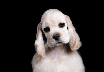 American cocker spaniel puppy on black background