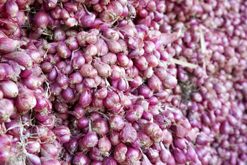 Piles of shallots or onions harvested by local farmers that are ready to be sold at the market or on the roadside directly to buyers.