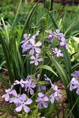 The spring wildflower Phlox divaricata (wild blue phlox) in bloom in a garden setting