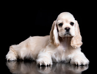 American cocker spaniel puppy on black background