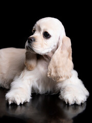 American cocker spaniel puppy on black background