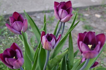 burgundy tulips bloomed in the garden