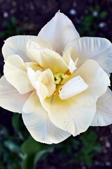 beautiful tulip bloomed in his garden