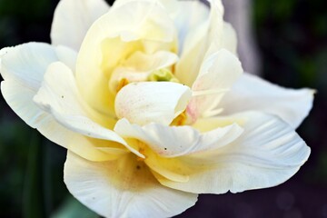 Fototapeta na wymiar a very beautiful tulip bloomed in his garden