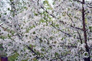 The cherry orchard has blossomed