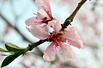 peach blossomed in his garden