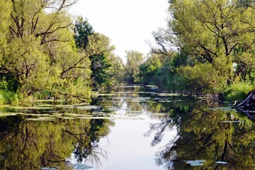 trees are reflected in the water