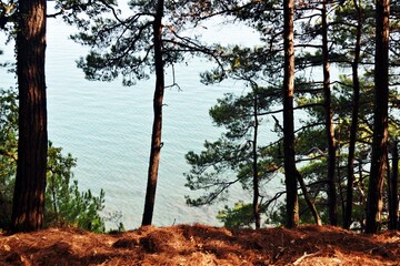 sea view through the pines