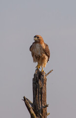 Rough legged hawk on tree branch