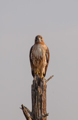 Rough legged hawk on tree branch
