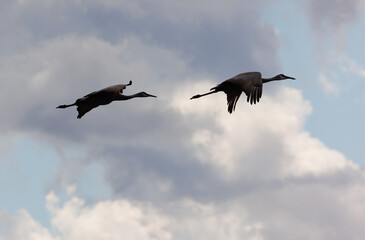 Sandhill cranes in flight for migration 