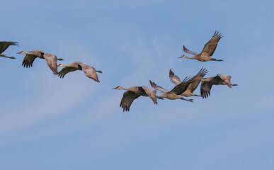 Obraz premium Sandhill cranes in flight for migration 