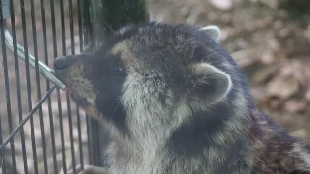 水を飲む可愛いエゾタヌキ