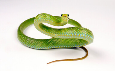 Green trinket snake, green bush rat snake // Grüne Strauchnatter, Grüne Spitzkopfnatter...
