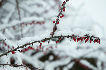 red berries in snow