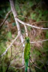 Three horn Chameleon