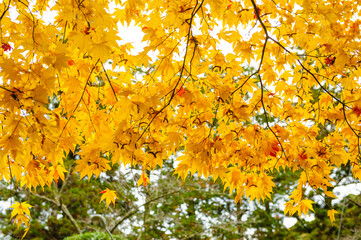 Maple leaves dyed yellow