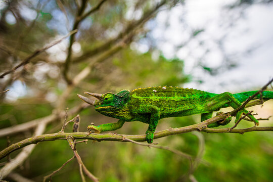 Jackson's Chameleon