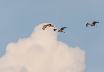 Sandhill cranes in flight for migration 