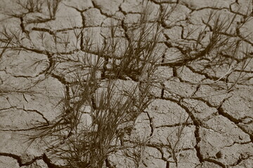 dry plants about to wither without water in an arid and desert landscape with saltpeter, desert, dry