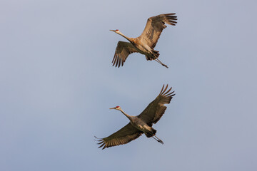 Sandhill cranes in flight for migration 