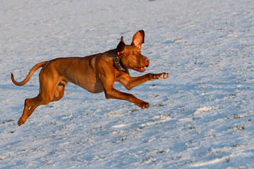 Magyar Vizsla rennt im schnee