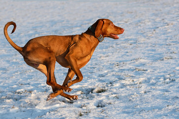 Magyar Vizsla rennt im schnee