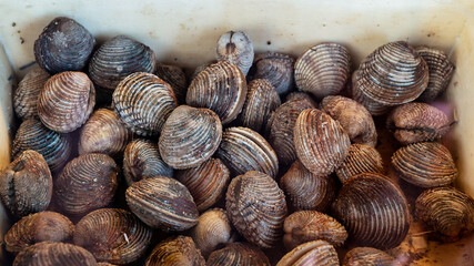 Shellfish counter at a market in Cannes, France
