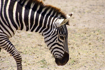 Fototapeta na wymiar Portrait eines Zebras in Afrika.