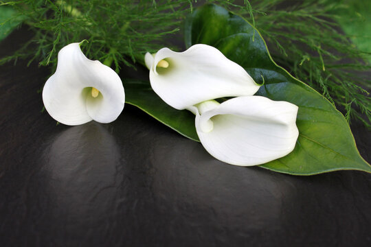 Drei Calla Blüten auf einem dunklem Hintergrund.