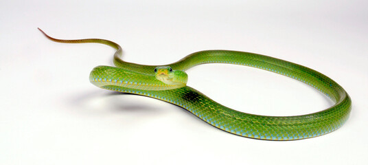 Green trinket snake, green bush rat snake // Grüne Strauchnatter, Grüne Spitzkopfnatter (Gonyosoma prasinum)