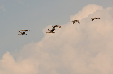 Sandhill cranes in flight for migration 