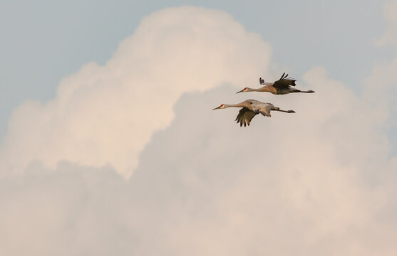 Sandhill Cranes In Flight For Migration 