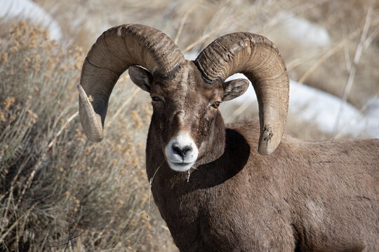 Big Horn Sheep ram in winter looking at you