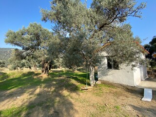 Swing Tied Olive Tree in Front of House
