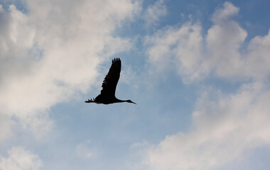 Fototapeta premium Sandhill cranes in flight for migration 